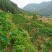 优质红牙芋头广西百色基地直供质量保证一手货源全国发货