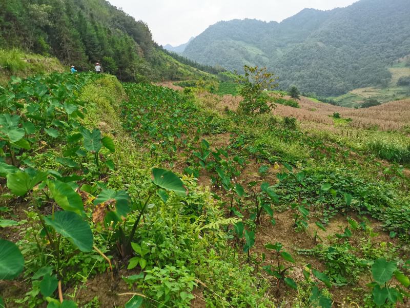 优质红牙芋头广西百色基地直供质量保证一手货源全国发货