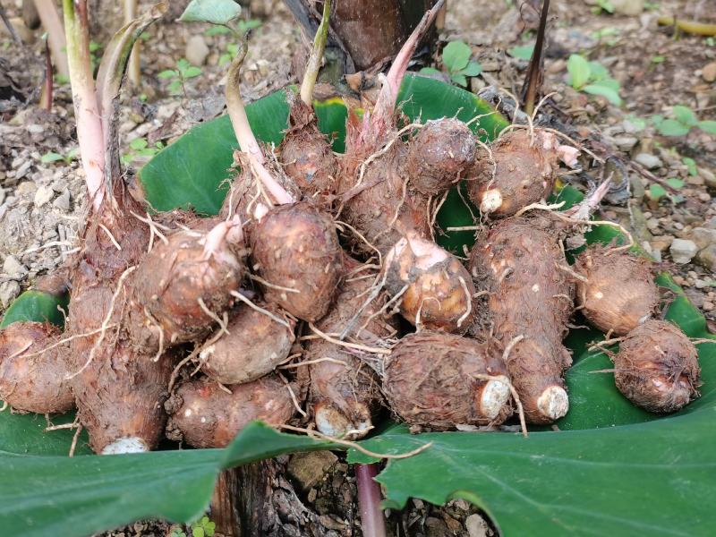 优质红牙芋头广西百色基地直供质量保证一手货源全国发货