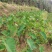 优质红牙芋头广西百色基地直供质量保证一手货源全国发货