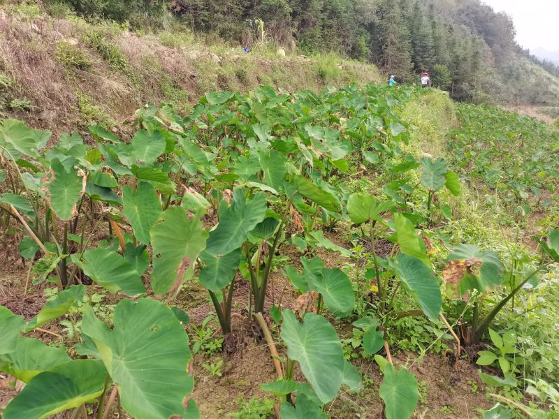 优质红牙芋头广西百色基地直供质量保证一手货源全国发货