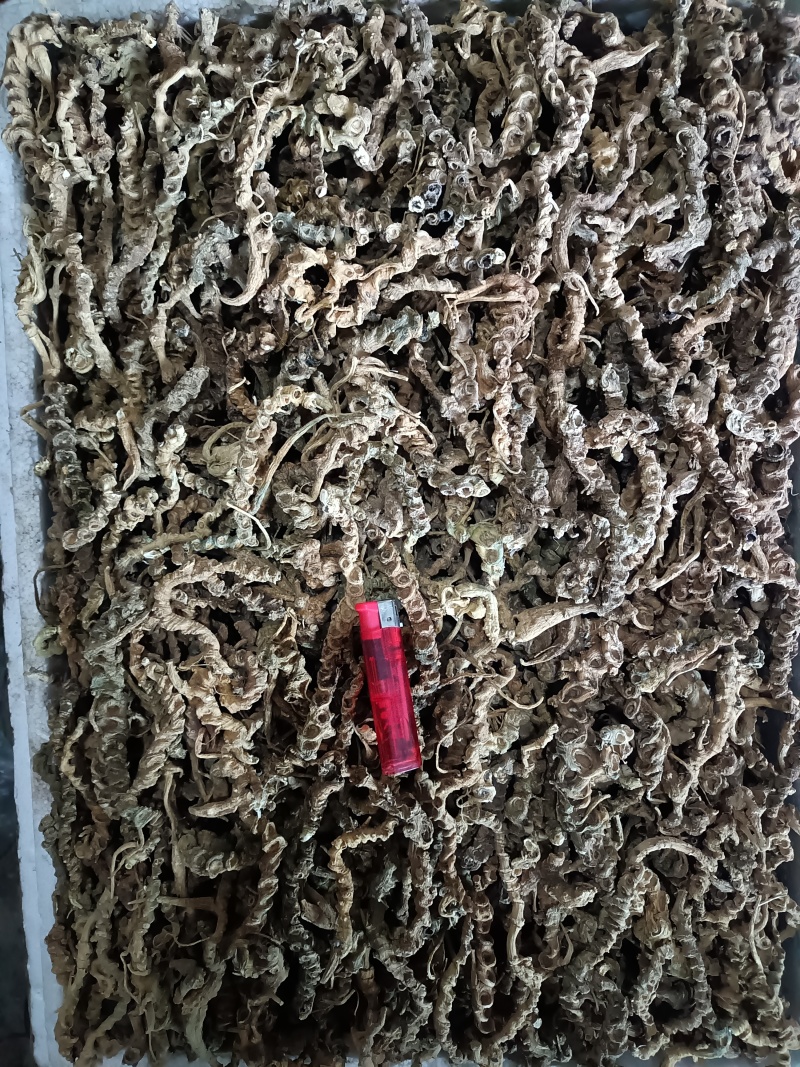 竹节三七精选货，