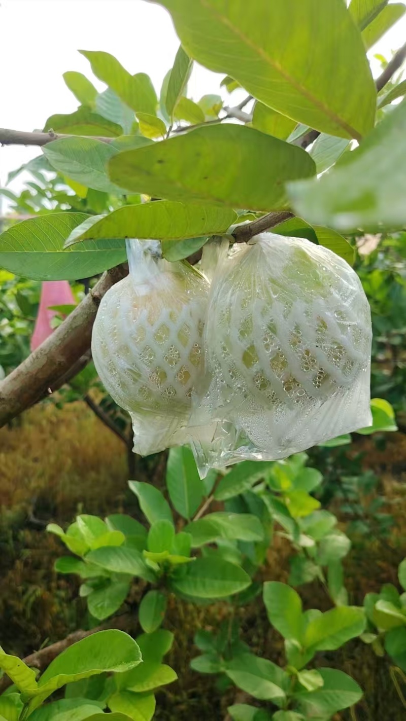 脆口番石榴，产地直发，量后无忧