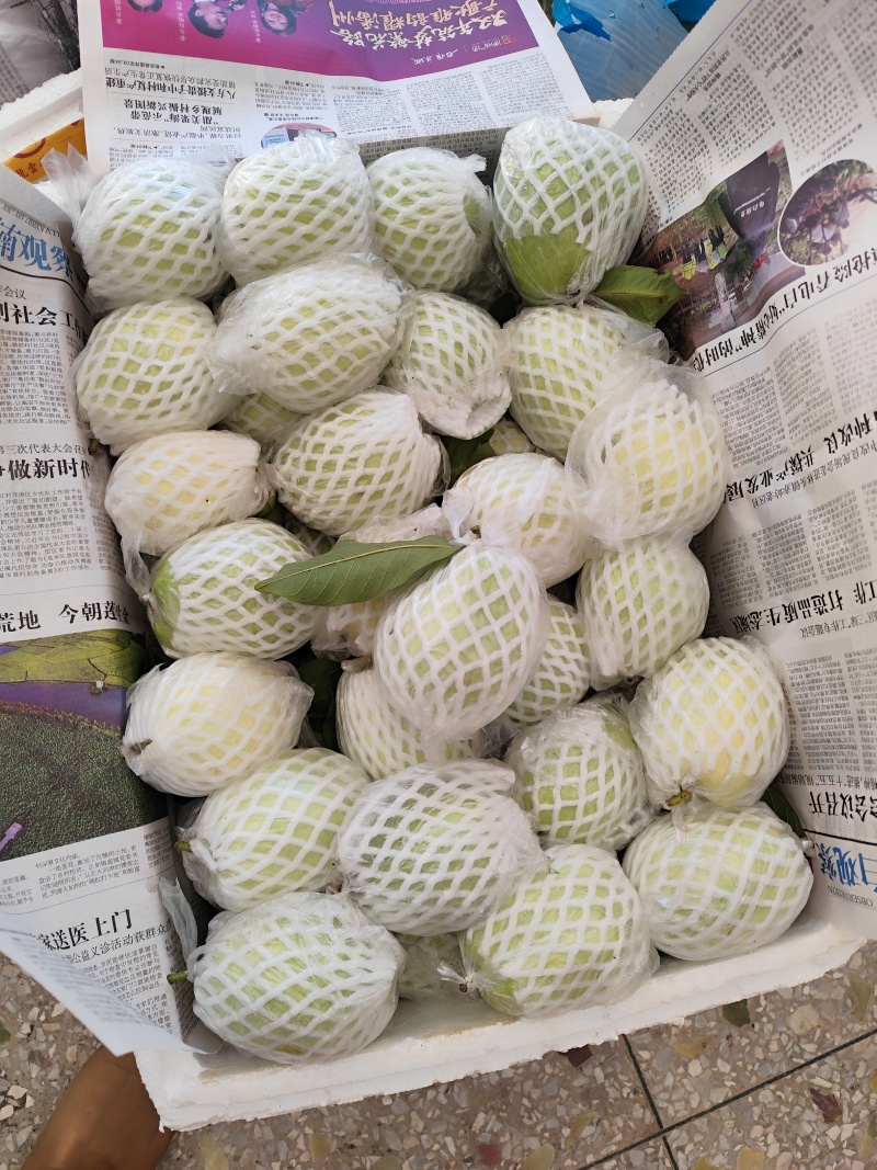脆口番石榴，产地直发，量后无忧