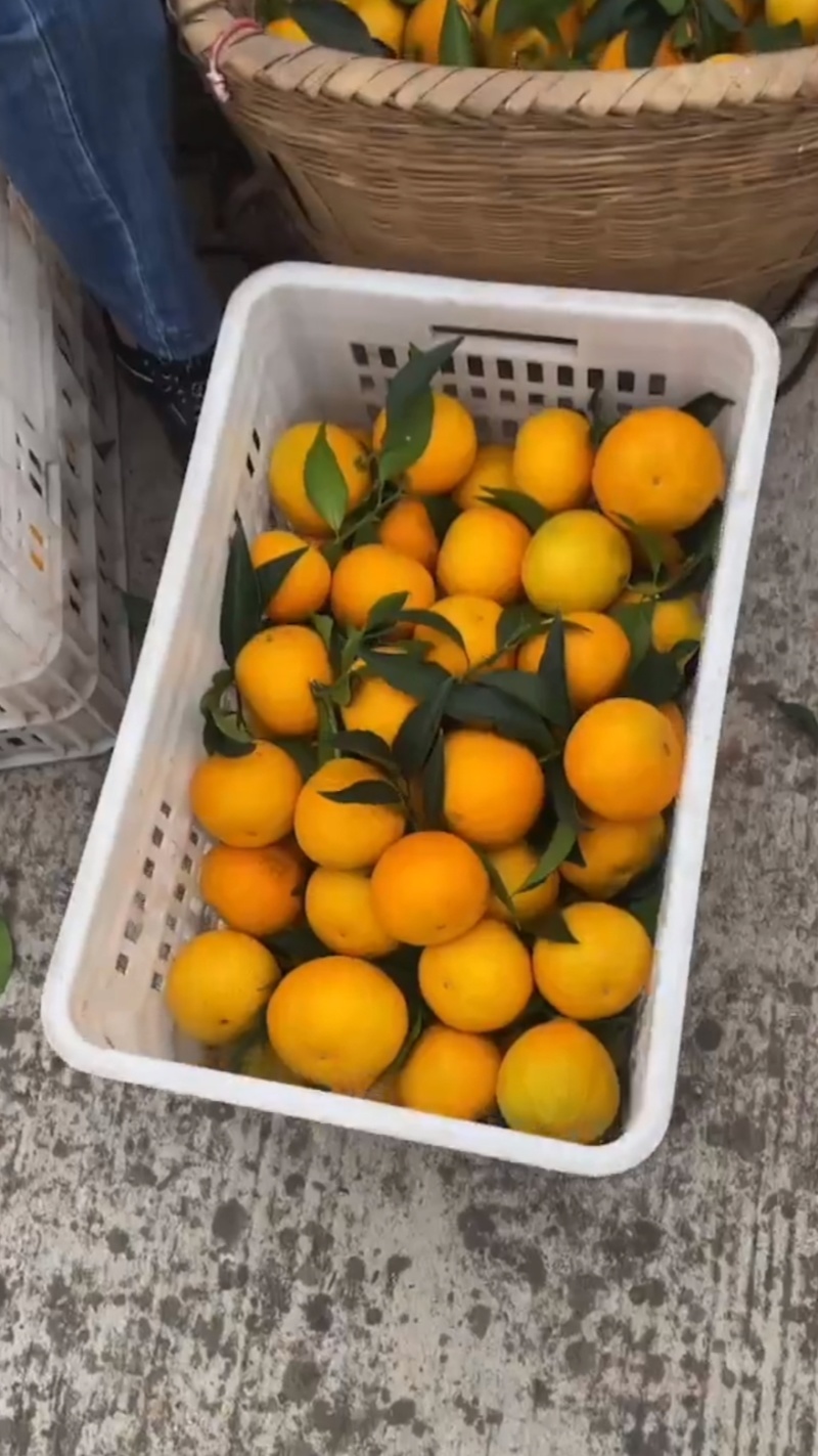 爱媛果冻橙，细腻化渣，口感**，诚信经营