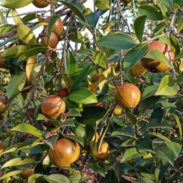 茶籽油鲜果