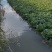 大白菜抢收，被水淹了，便宜卖，6毛一公斤