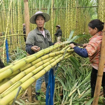 云南黄金甘蔗