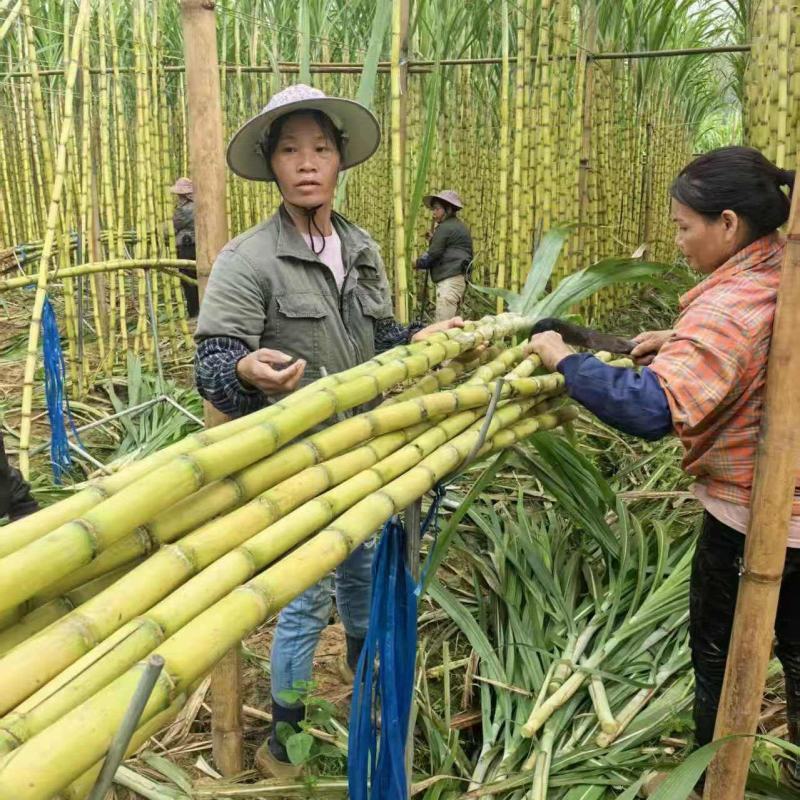 云南黄金甘蔗