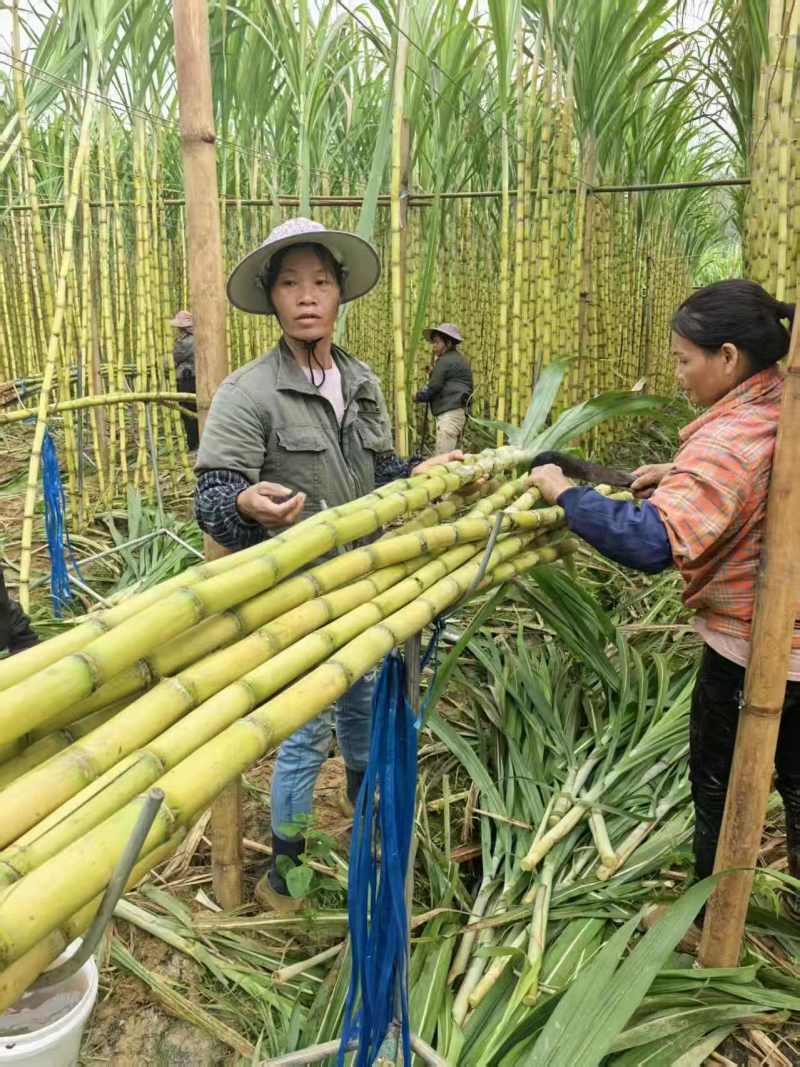 云南黄金甘蔗