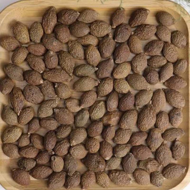 胖大海500克中药实体药房正品实体药房发货正品饮片