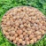 草豆蔻小草寇草蔻炖肉调料老豆蔻大草蔻批发各种香料代发批发