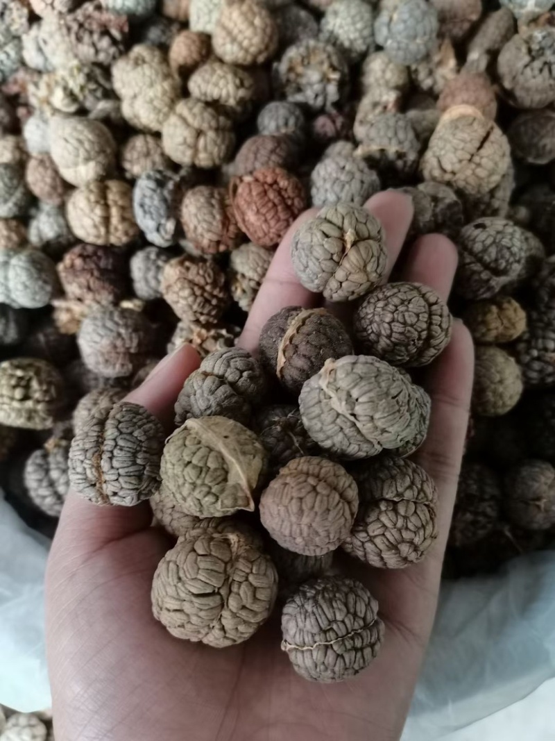 草豆蔻小草寇草蔻炖肉调料老豆蔻大草蔻批发各种香料代发批发