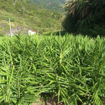 丽水本地生姜