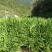 丽水本地生姜