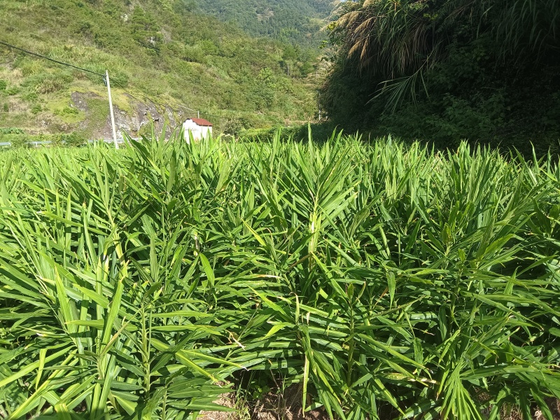 丽水本地生姜