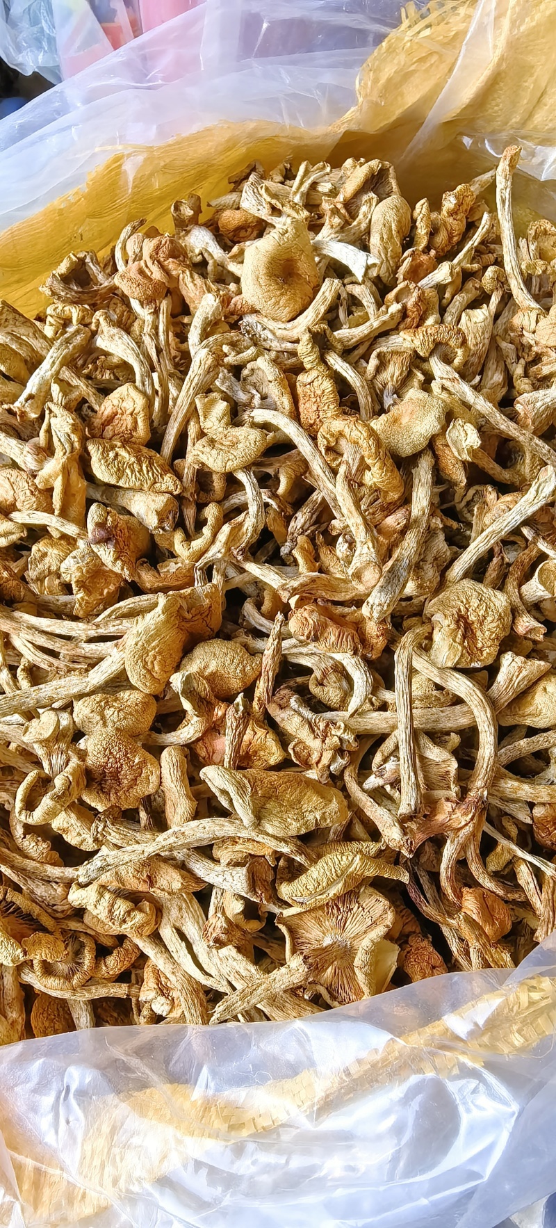 官方推荐：滑子菇干品、大量上市、电商工厂