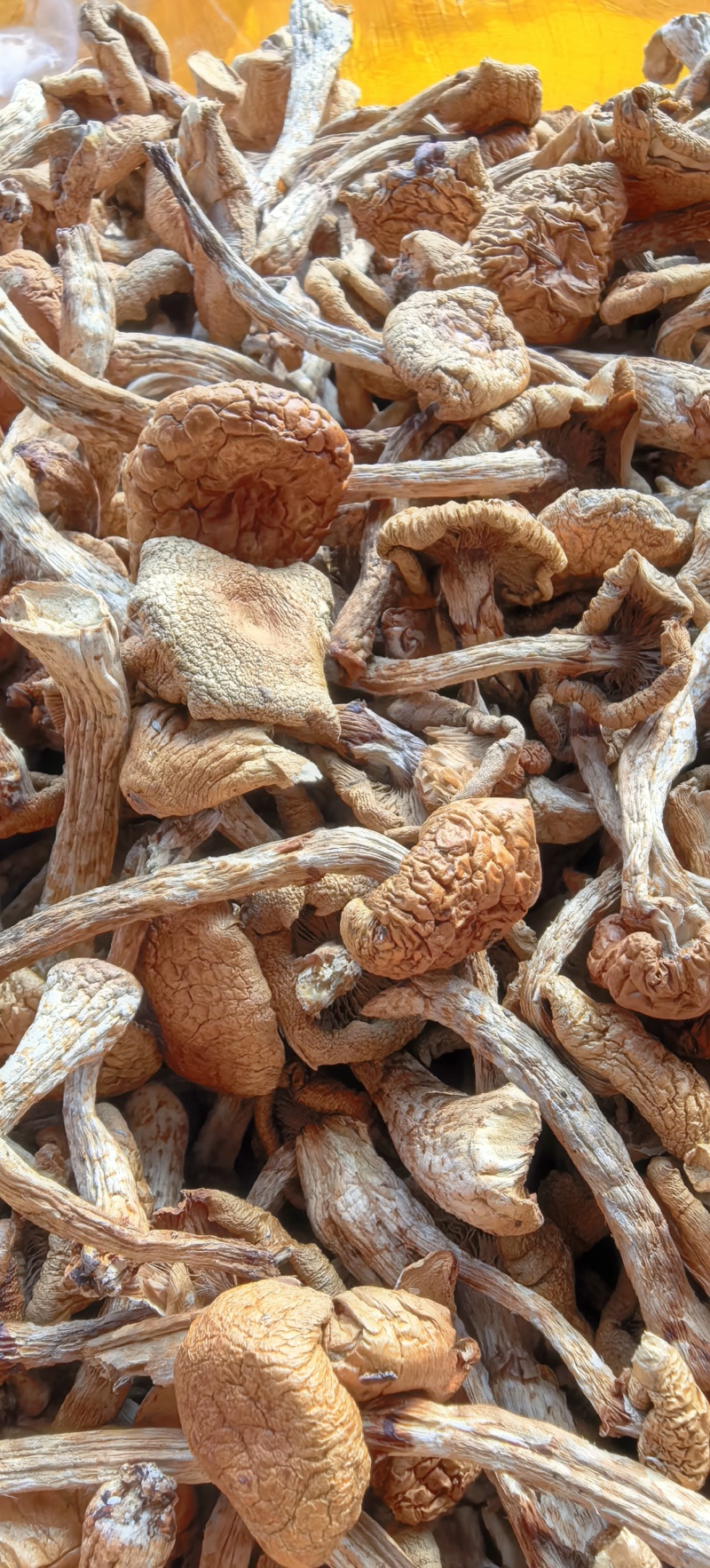 官方推荐：滑子菇干品、大量上市、电商工厂