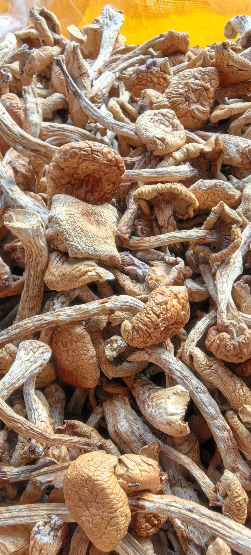 官方推荐：滑子菇干品、大量上市、电商工厂