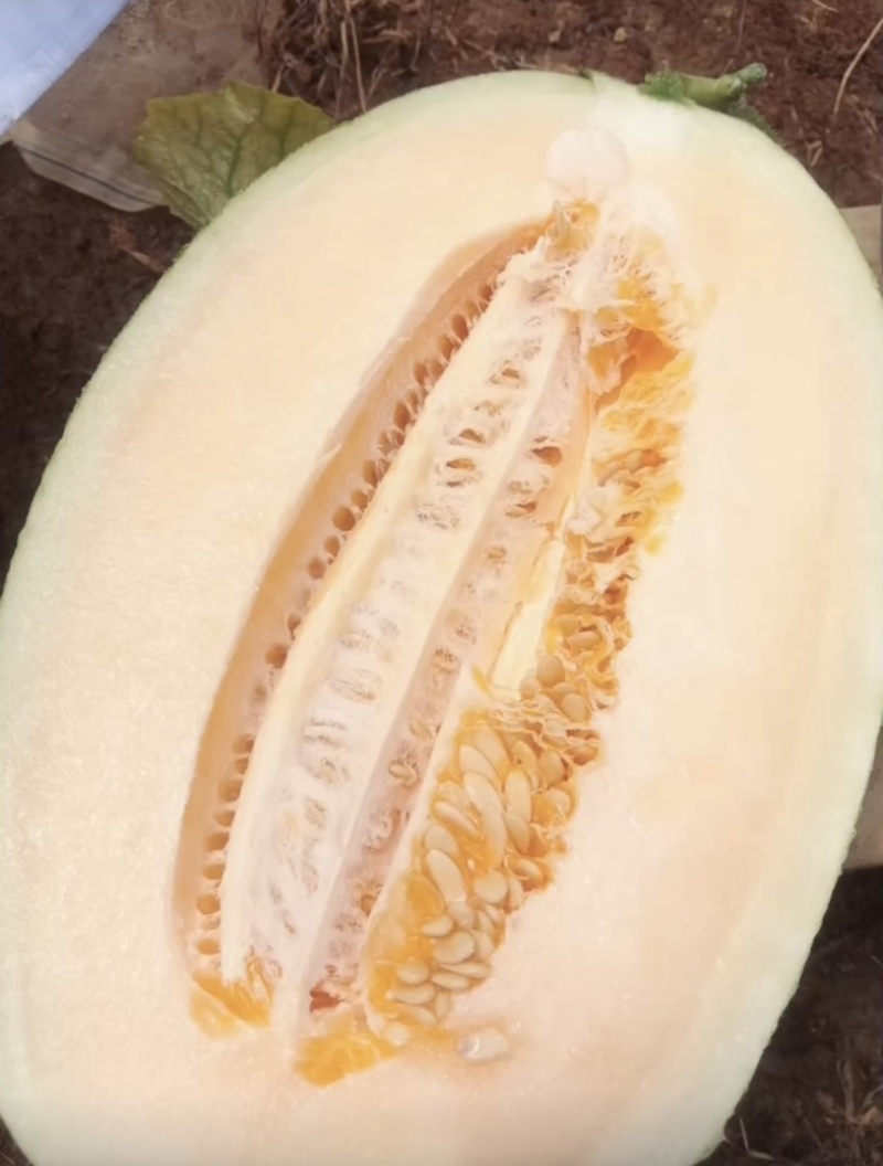 哈密瓜产地直发