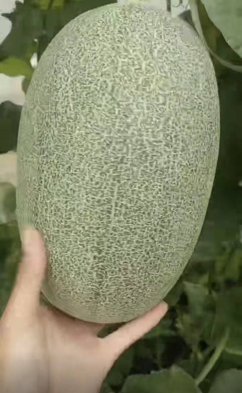 哈密瓜产地直发
