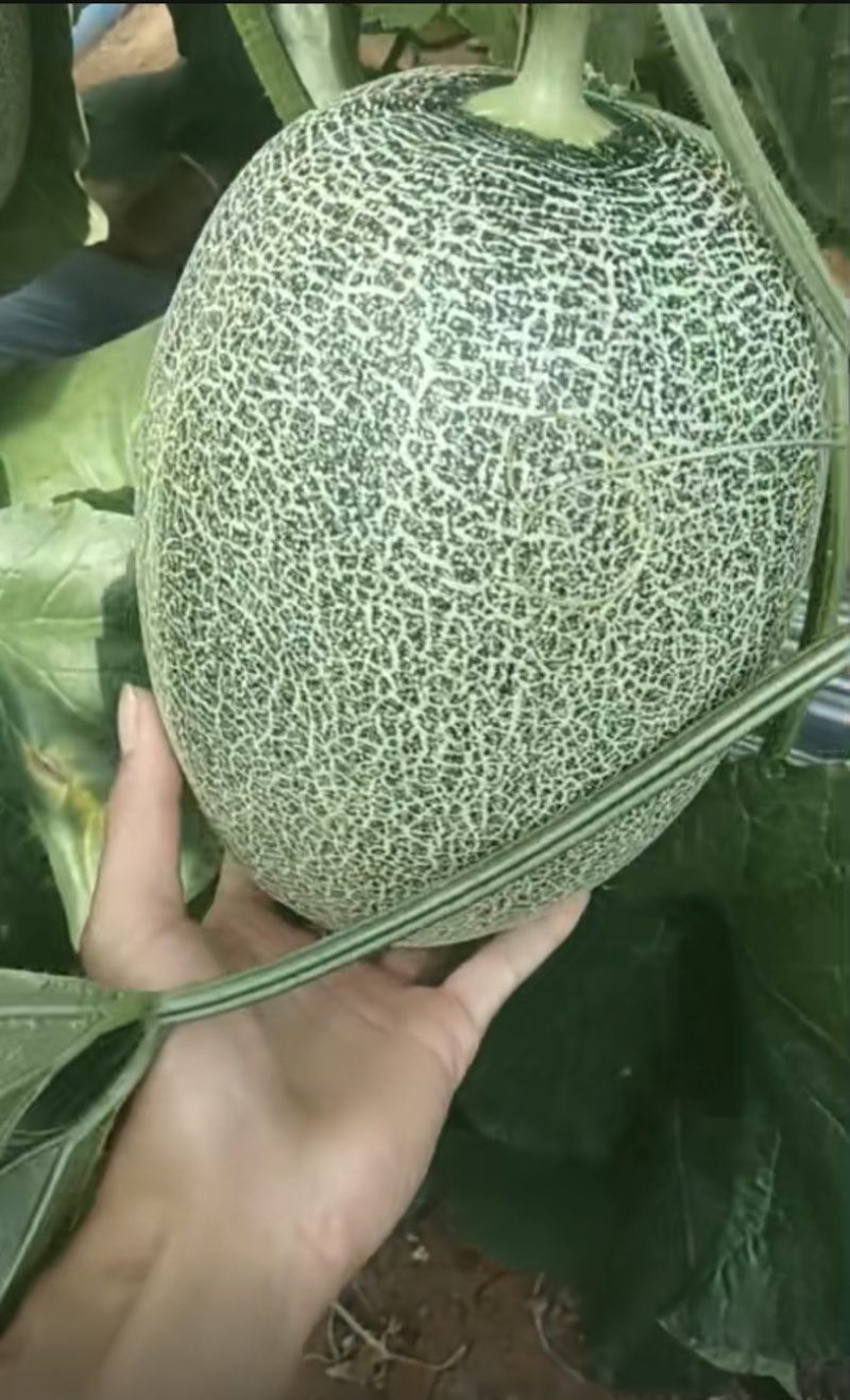 哈密瓜产地直发