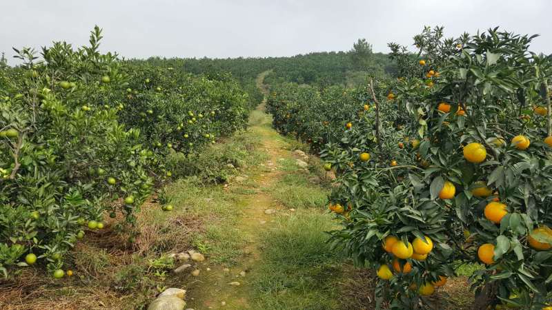爱媛果冻橙四川爱媛产地直发，果园现采现摘