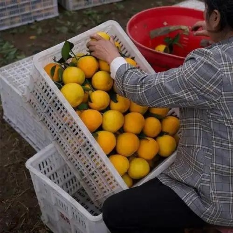 爱媛果冻橙四川爱媛产地直发，果园现采现摘