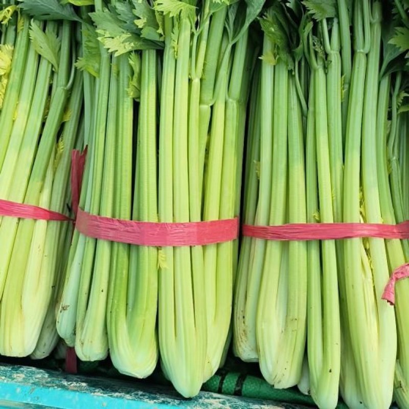 皇后西芹，无丝，脆，