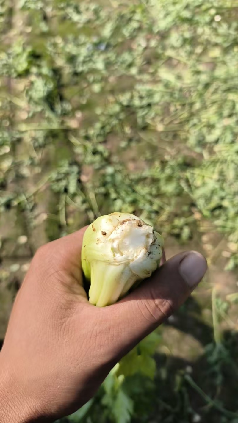 皇后西芹，无丝，脆，