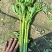 皇后西芹，无丝，脆，