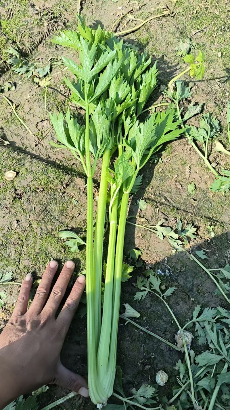 皇后西芹，无丝，脆，