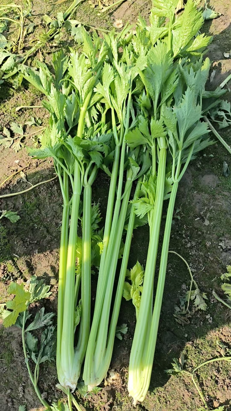皇后西芹，无丝，脆，