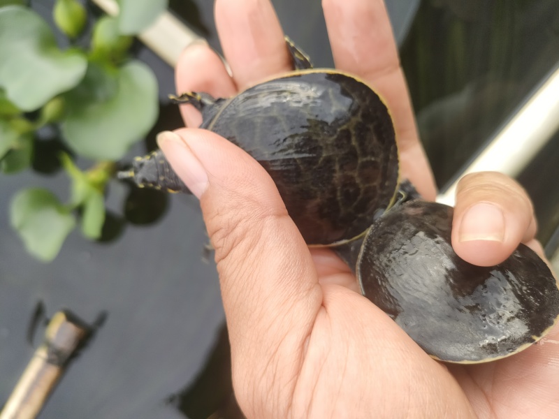 珍珠鳖苗