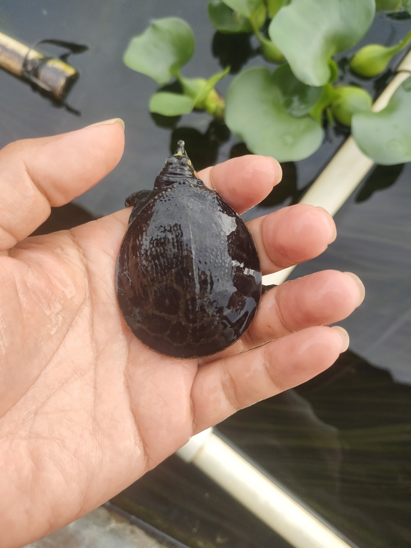 珍珠鳖苗