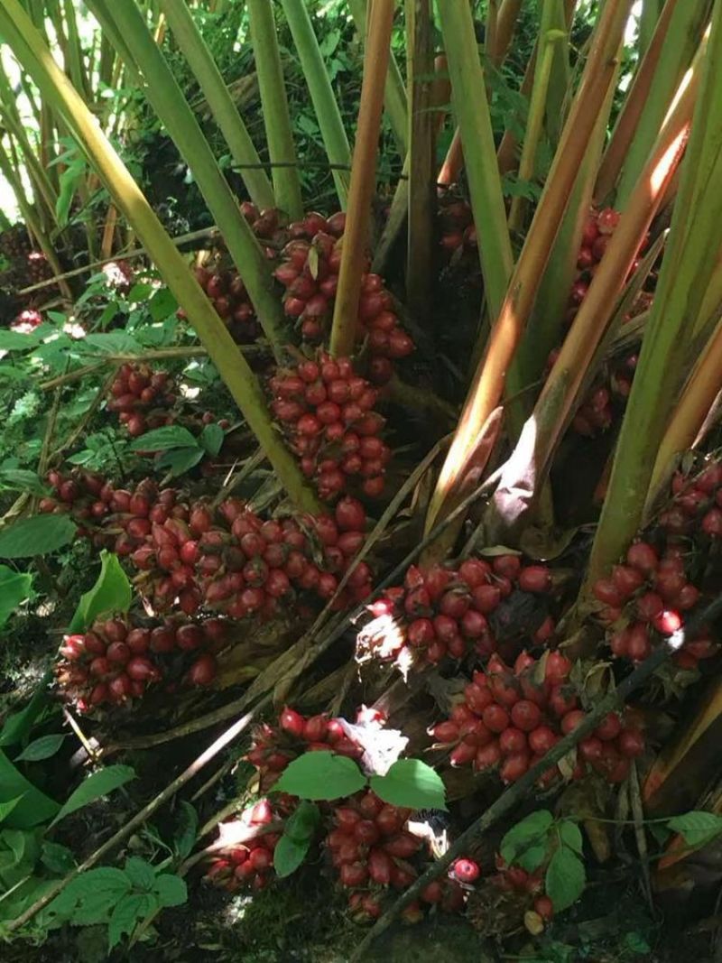 草果云南大山草果