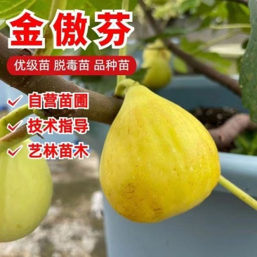 金傲芬无花果树苗，基地直发，假一赔十，包品种包结果包成活