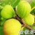 金傲芬无花果树苗，基地直发，假一赔十，包品种包结果包成活