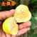 金傲芬无花果树苗，基地直发，假一赔十，包品种包结果包成活