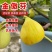 金傲芬无花果树苗，基地直发，假一赔十，包品种包结果包成活