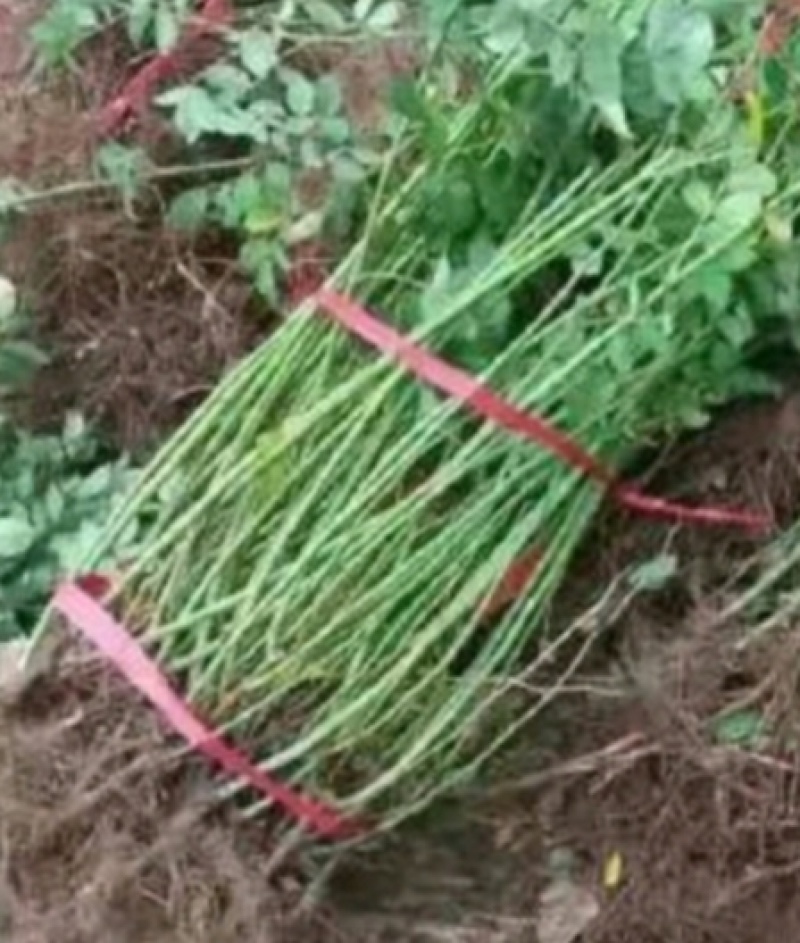 蔷薇苗