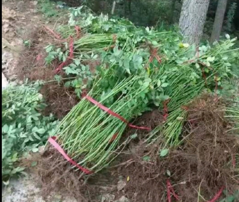 蔷薇苗