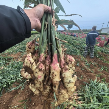 绥中生姜咸菜姜商品姜产地货源充足质量好全国发货，小车不卖