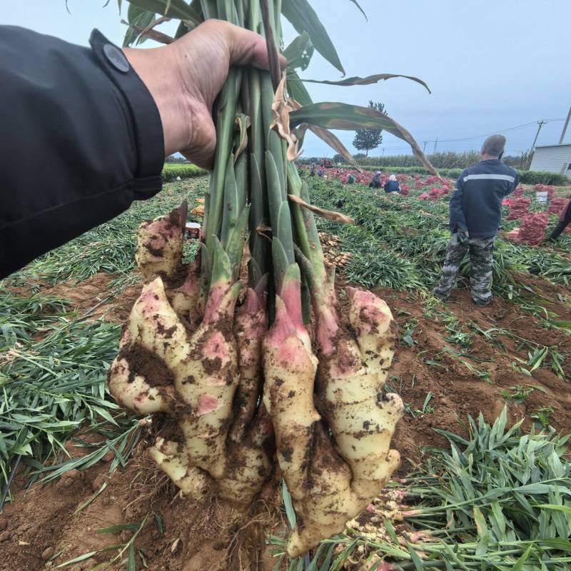 绥中生姜咸菜姜商品姜产地货源充足质量好全国发货，小车不卖