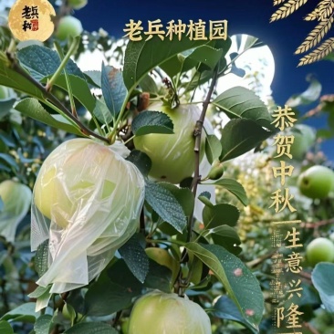 苹果熟了