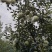 苹果熟了