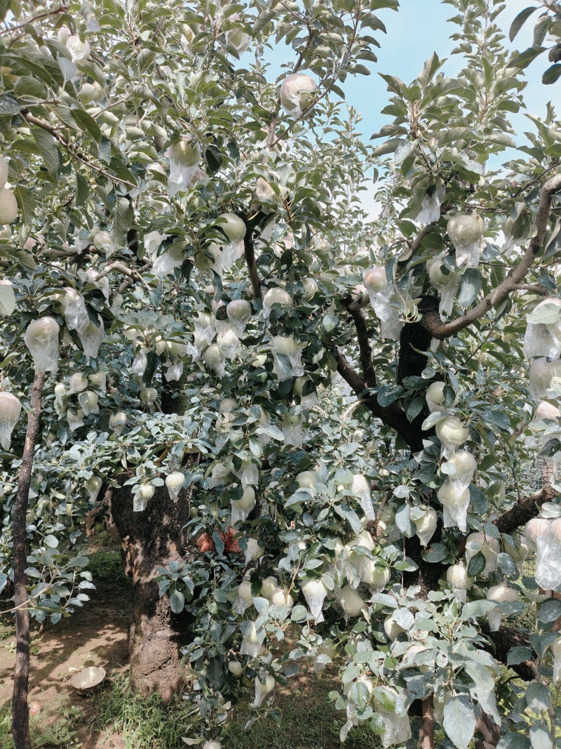 山东30年老树红富士