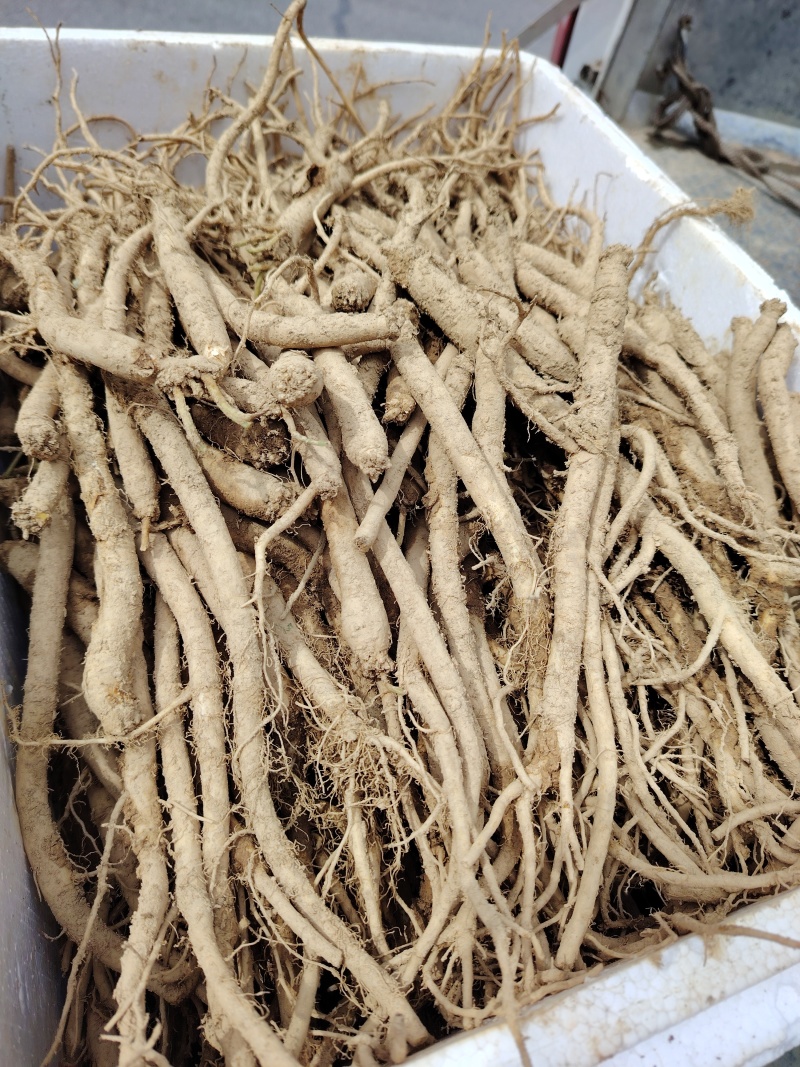 板党鲜货大条