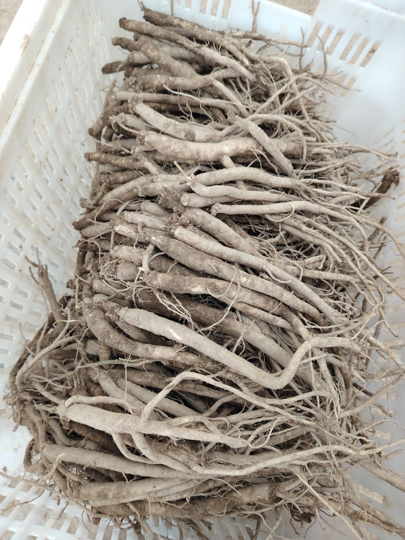 板党鲜货大条