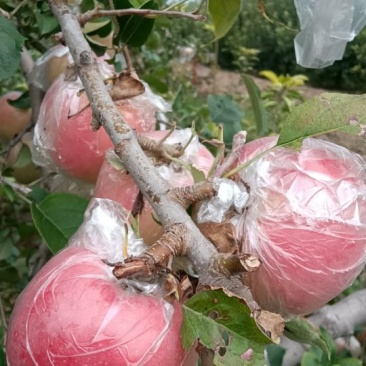 河南省郑州市红富士苹果脆甜多汁，大量批发